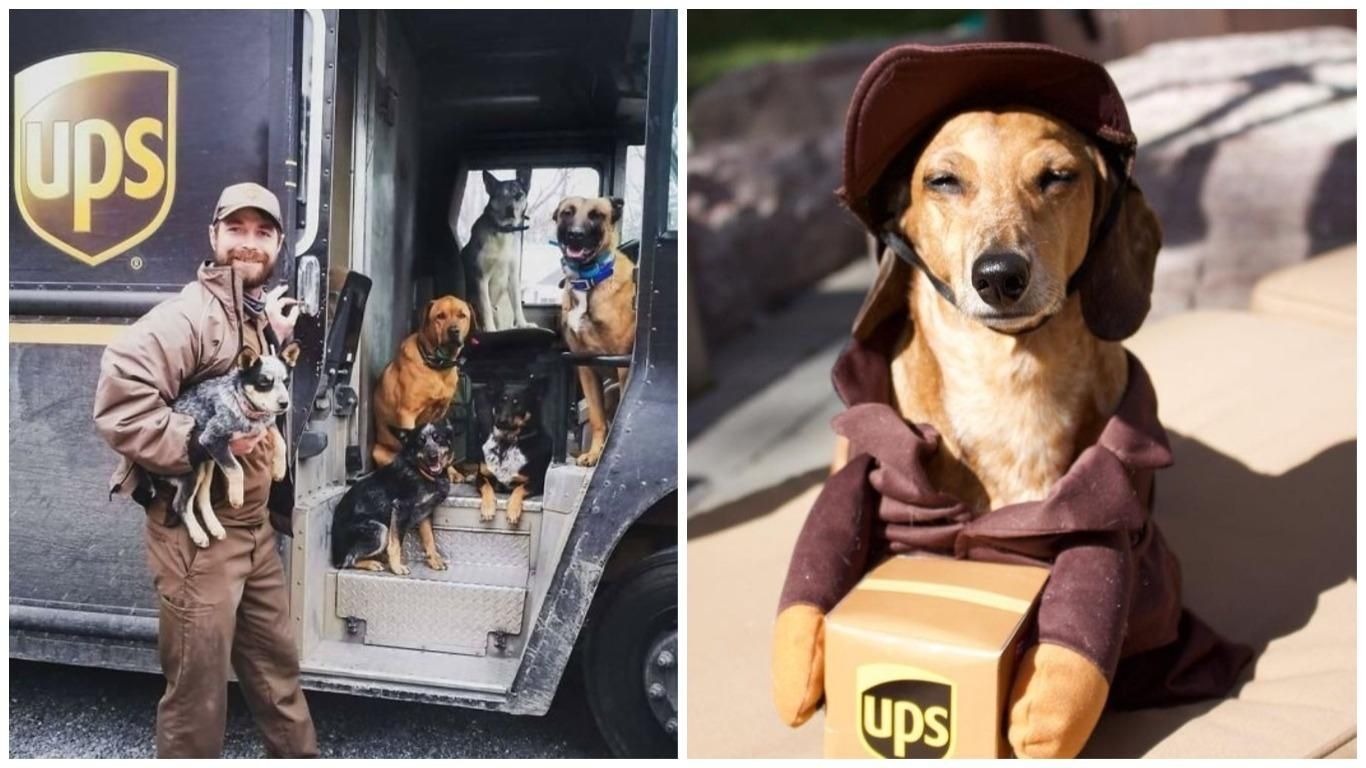 В США есть культовая группа UPS Dogs