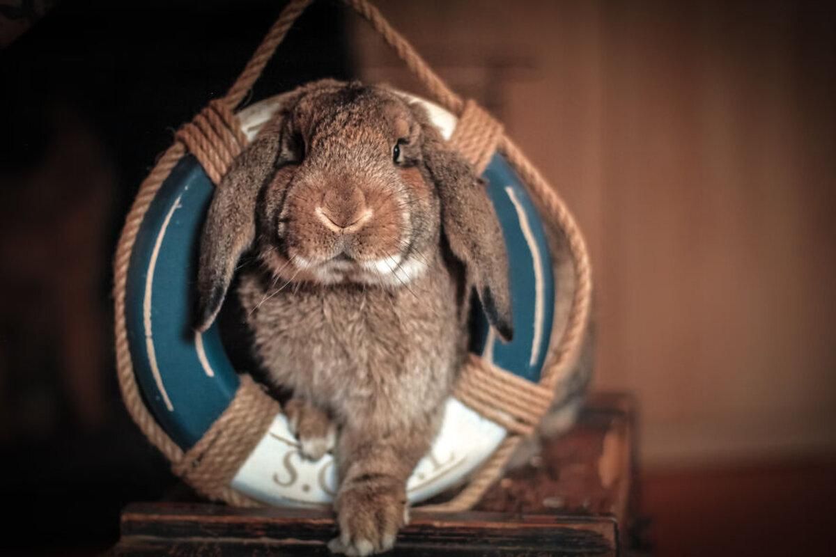 Как живет дрессированный кролик, который вырос в собачьем приюте: фото