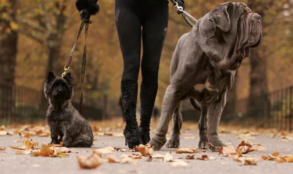 Советы по воспитанию собак от дрессировщицы из Гарри Поттера Советы по воспитанию собак от дрессировщицы из Гарри Поттера