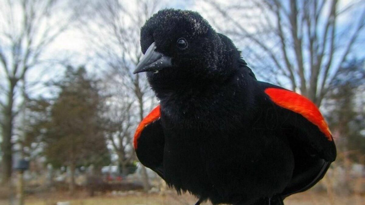 Фото птиц вблизи: женщина установила камеру в своем дворе Фото птиц вблизи: женщина установила камеру в своем дворе