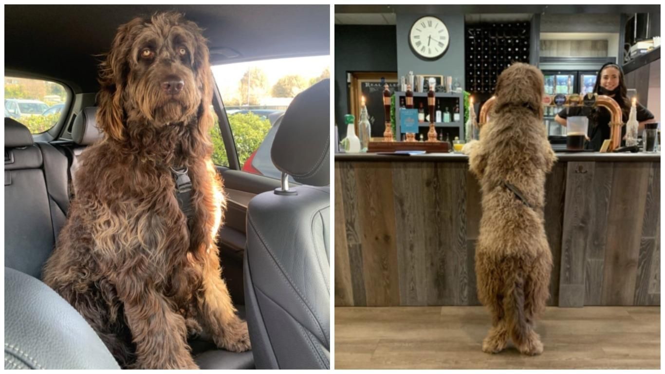 Песик Майло з Великої Британії: ньюфаупу, схожий на Чубакку – фото Песик Майло з Великої Британії: ньюфаупу, схожий на Чубакку – фото