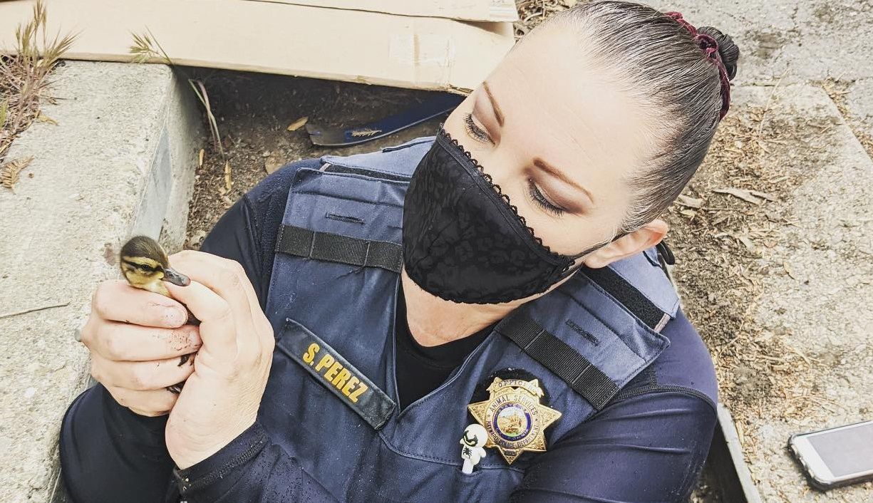 Офицер полиции с помощью телефона спасла 11 утят Офицер полиции с помощью телефона спасла 11 утят