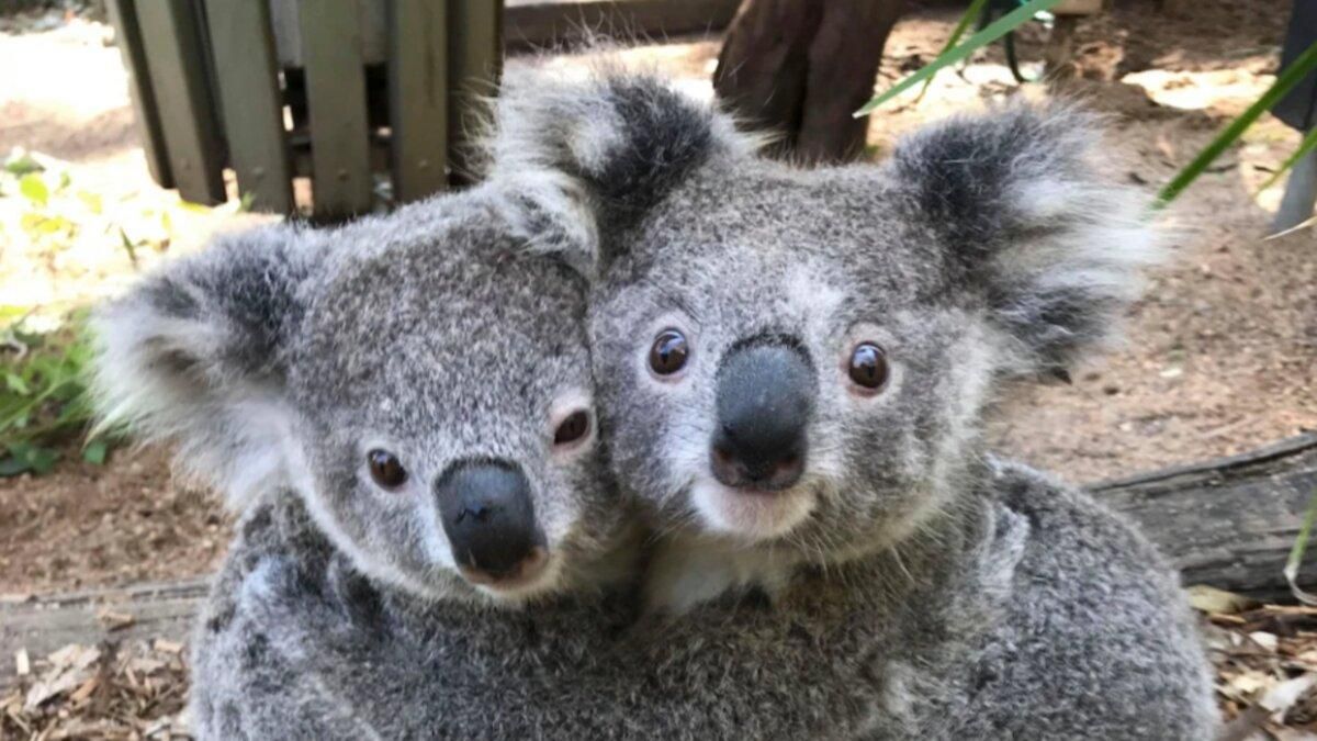 От тюленей до коал: милые фото, где животные обнимаются, как люди