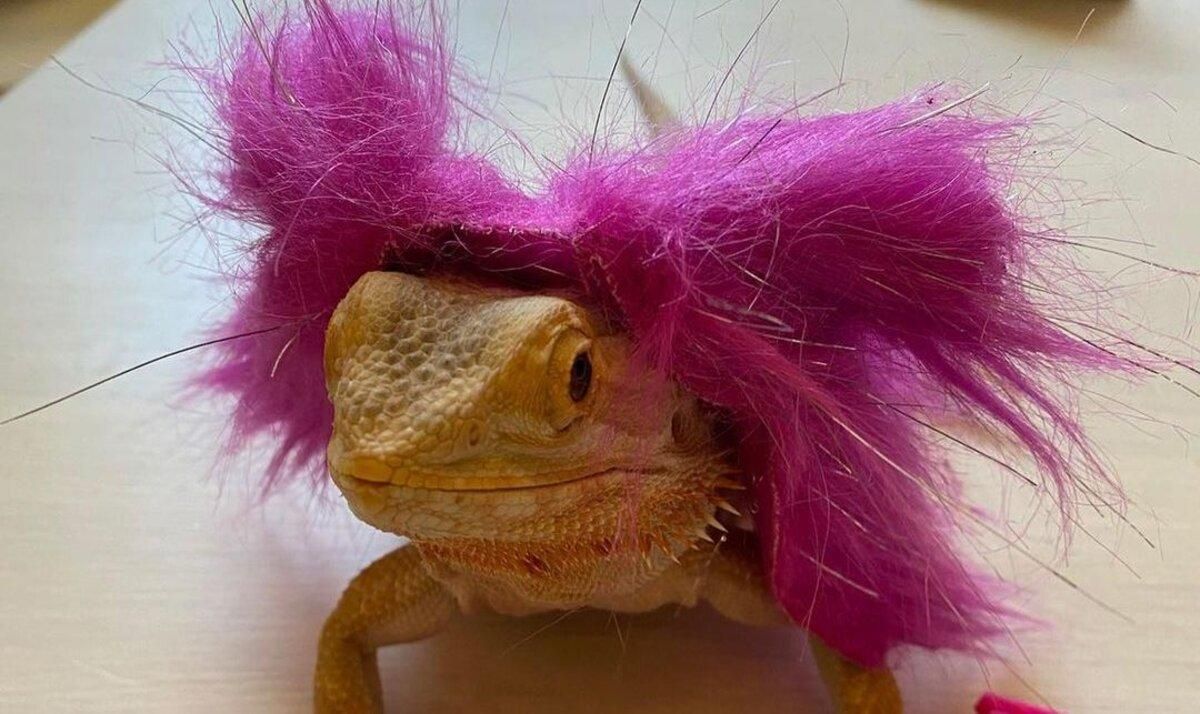 Ким Кардашьян и ее стильная ящерица: как выглядит звездный любимец Ким Кардашьян и ее стильная ящерица: как выглядит звездный любимец