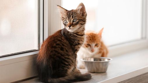 Как кормить котенка: советы для хозяев