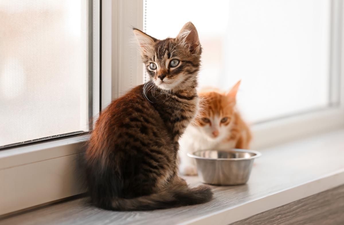 Как кормить котенка: советы для хозяев