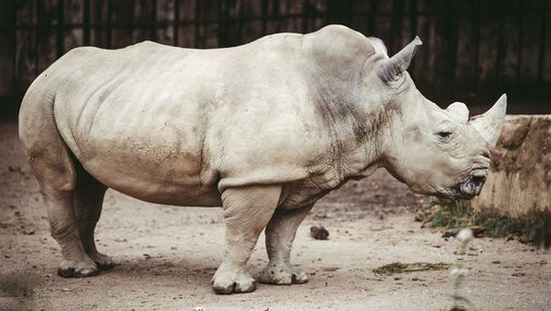 День защиты носорога: кого боятся эти животные и какого вида носорогов больше нет на свете