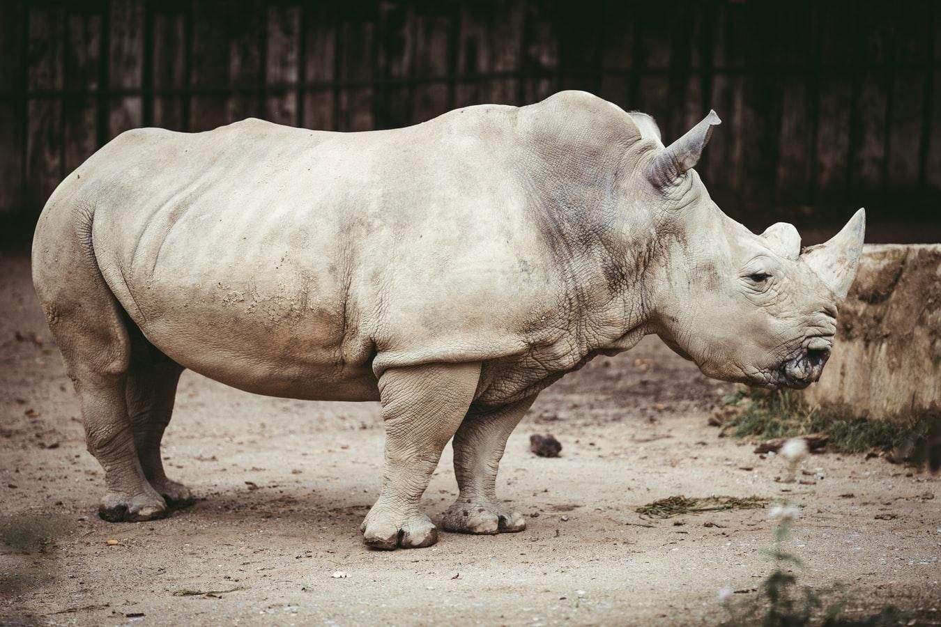 День защиты носорога: кого боятся эти животные