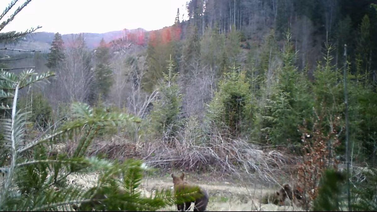 В Черновицкой области камера поймала семейство бурых медведей