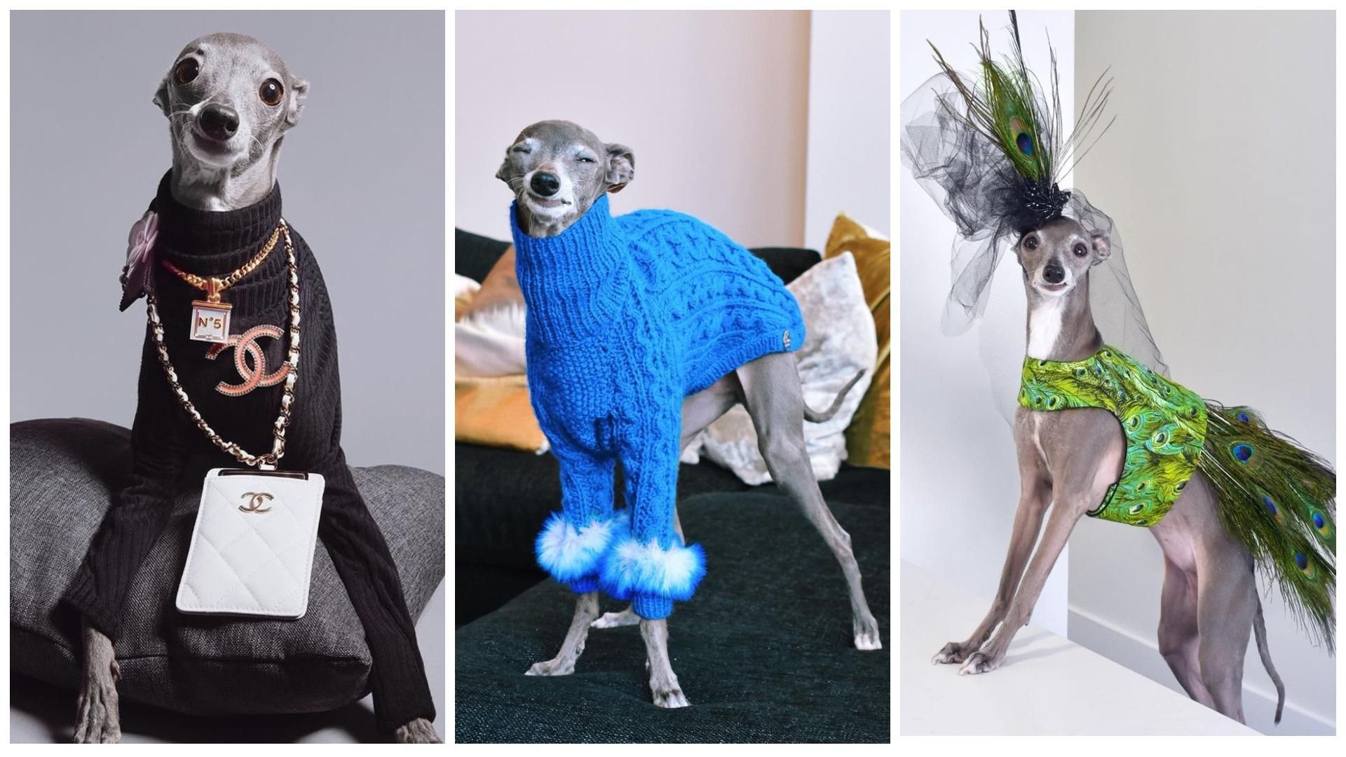 Собака Тіка з Монреаля стала іконою стилю Собака Тіка з Монреаля стала іконою стилю