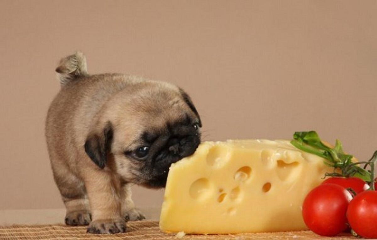 Чи можна собакам їсти сир: пояснення ветеринарів