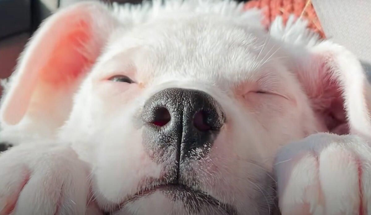 2-річна дівчинка вмовила маму врятувати нечуюче цуценя 2-річна дівчинка вмовила маму врятувати нечуюче цуценя