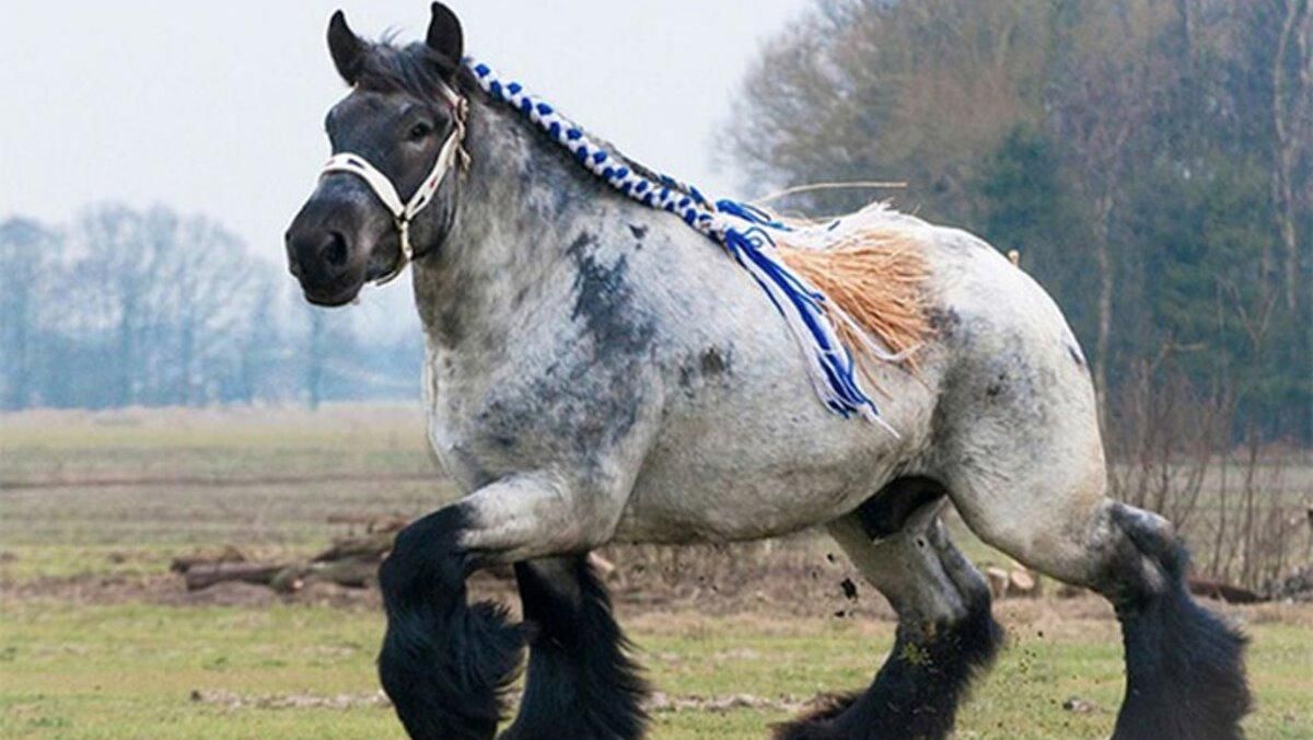 Чудеса природы: невероятные фото гигантских животных Чудеса природы: невероятные фото гигантских животных