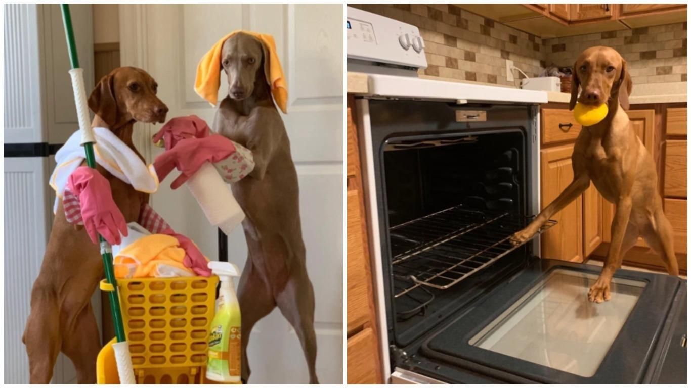 Собаки-домашние помощницы