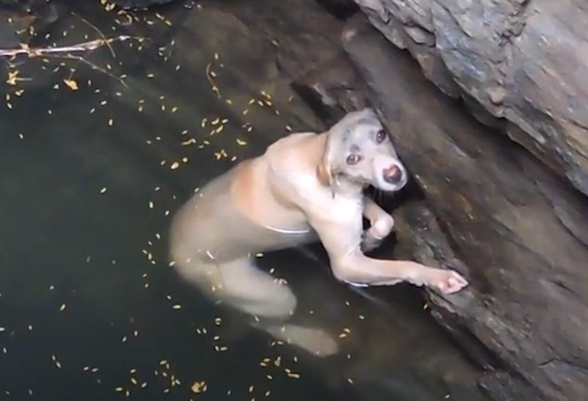 В Индии пес упал в колодец и не надеялся на спасение В Индии пес упал в колодец и не надеялся на спасение