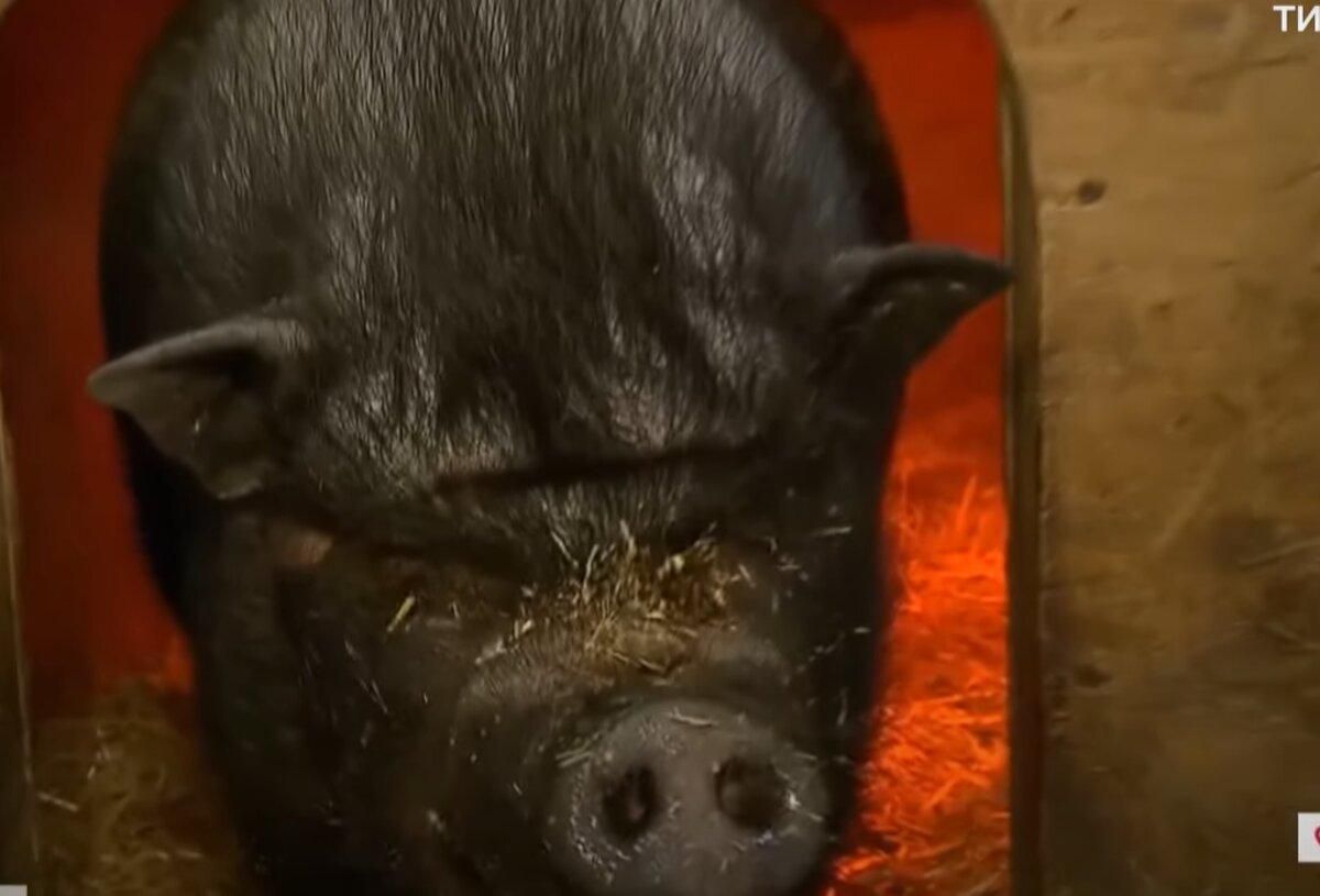 В Германии сделали приют для животных-звезд цирка и телевидения В Германии сделали приют для животных-звезд цирка и телевидения