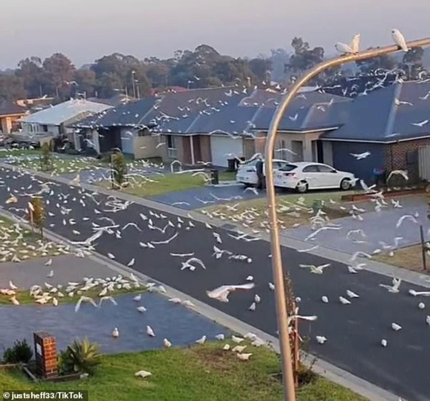 Південь Австралії заполонили тисячі папуг: відео 