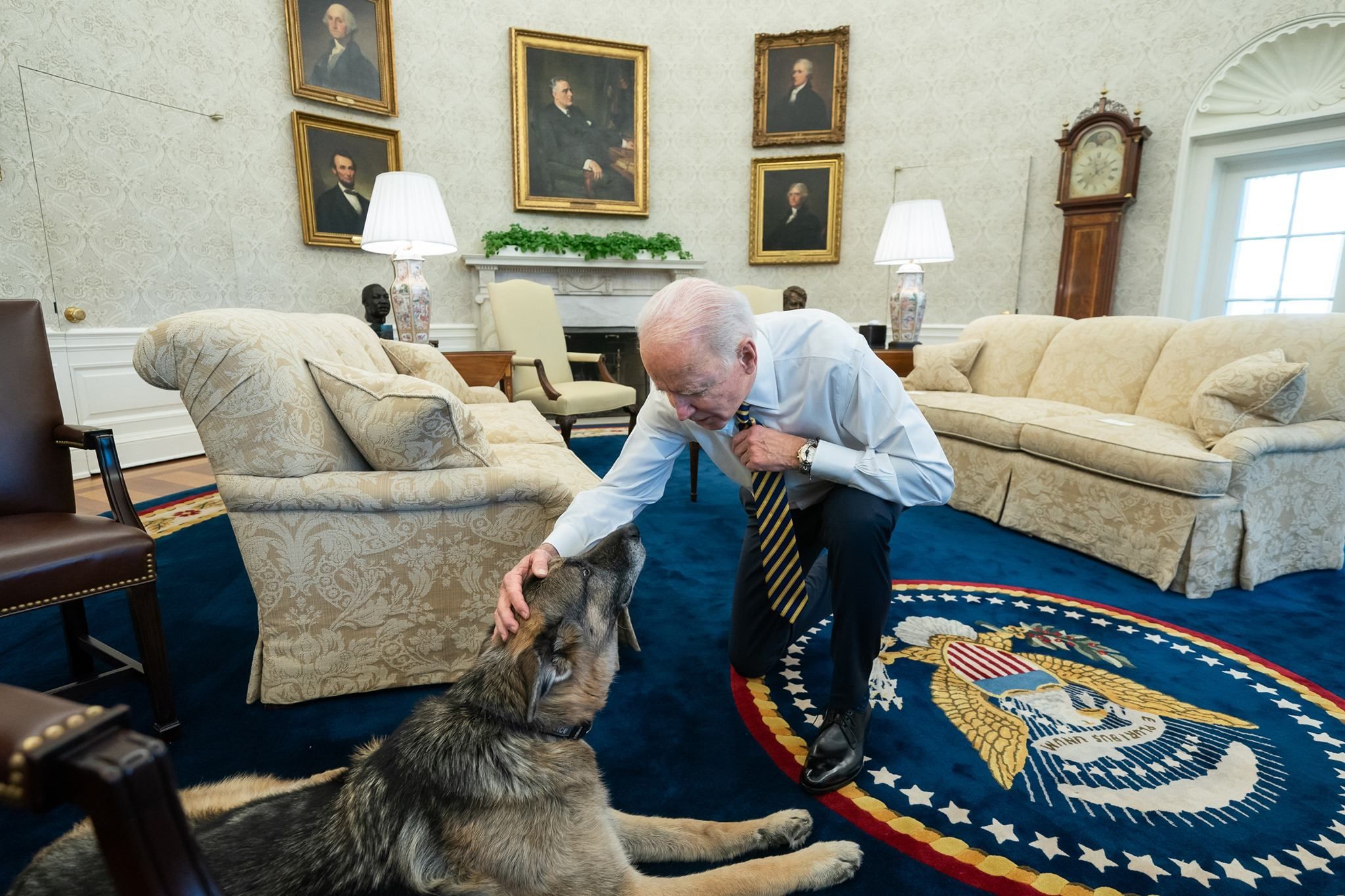 У Білому домі у Байденів житиме киця: вперше за 12 років У Білому домі у Байденів житиме киця: вперше за 12 років