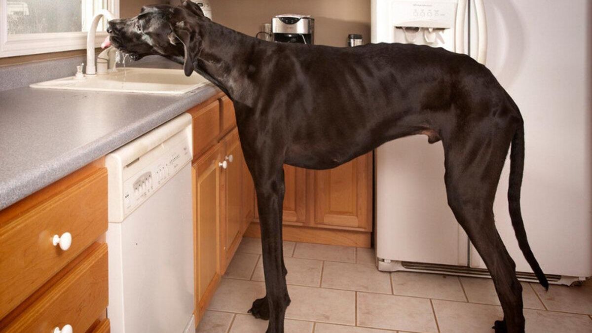Аномально большие собаки: 5 гигантов, которые поразят своими размерами