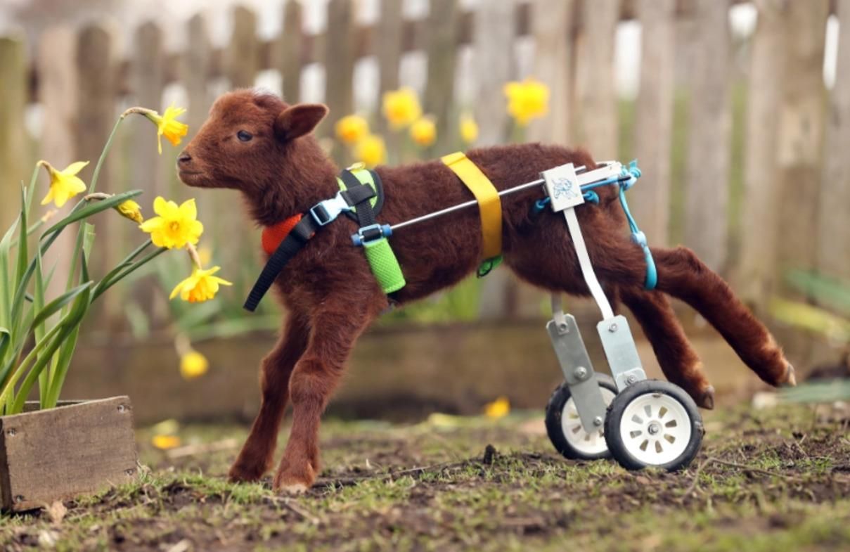 Ягня Стівен втратив ноги і живе з протезом для собак: фото Ягня Стівен втратив ноги і живе з протезом для собак: фото