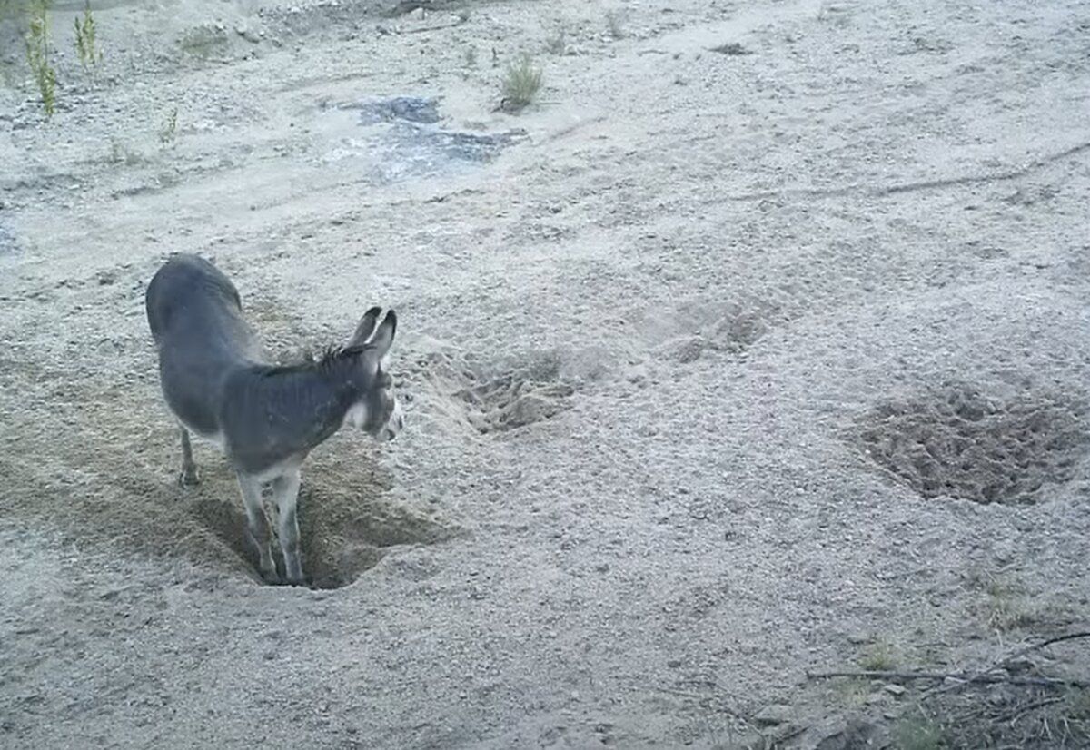 Ослы и лошади копают колодцы в пустыне и спасают других животных