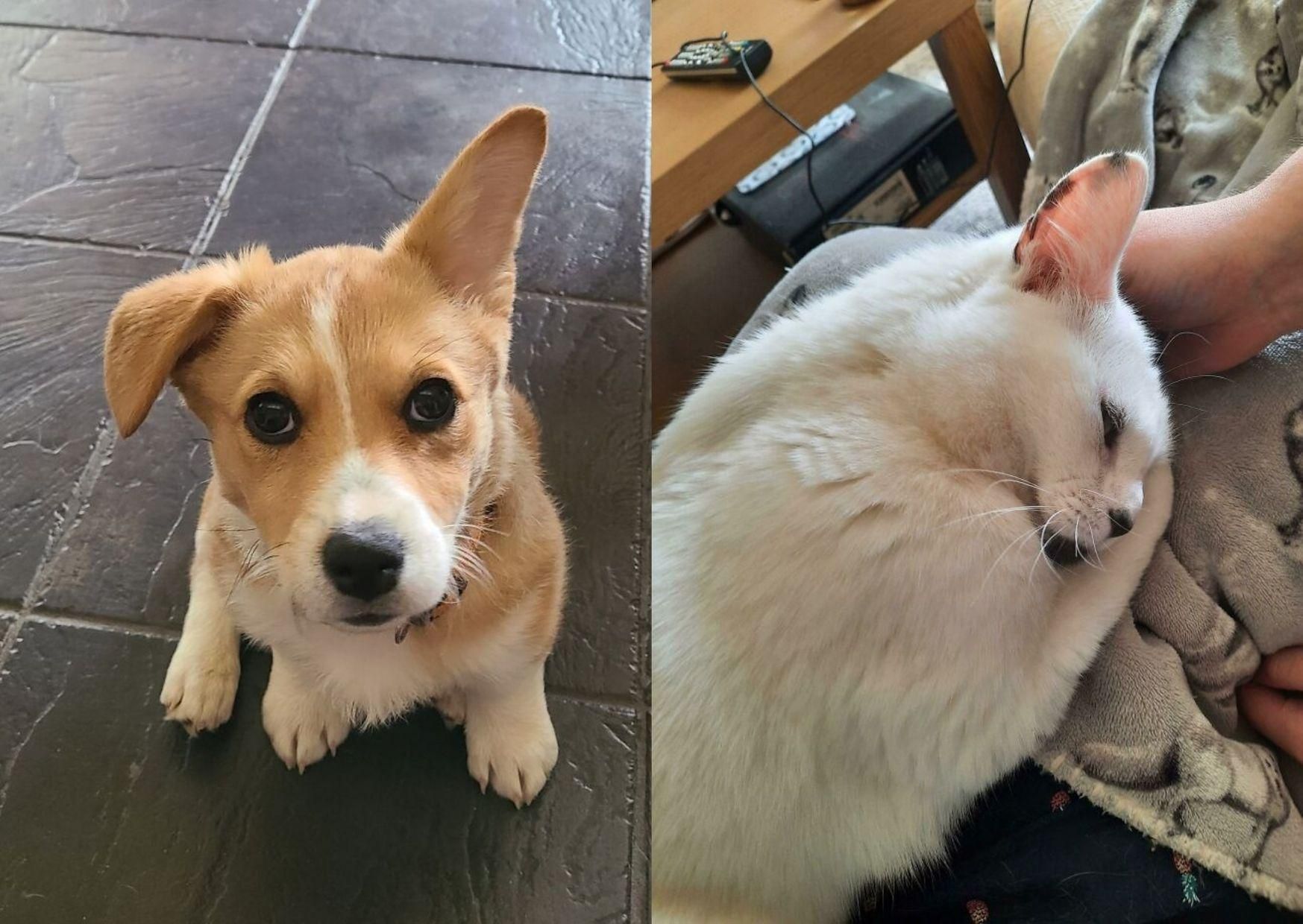 Наймиліші тварини, яких всиновили з притулку: надихаючі фото Наймиліші тварини, яких всиновили з притулку: надихаючі фото