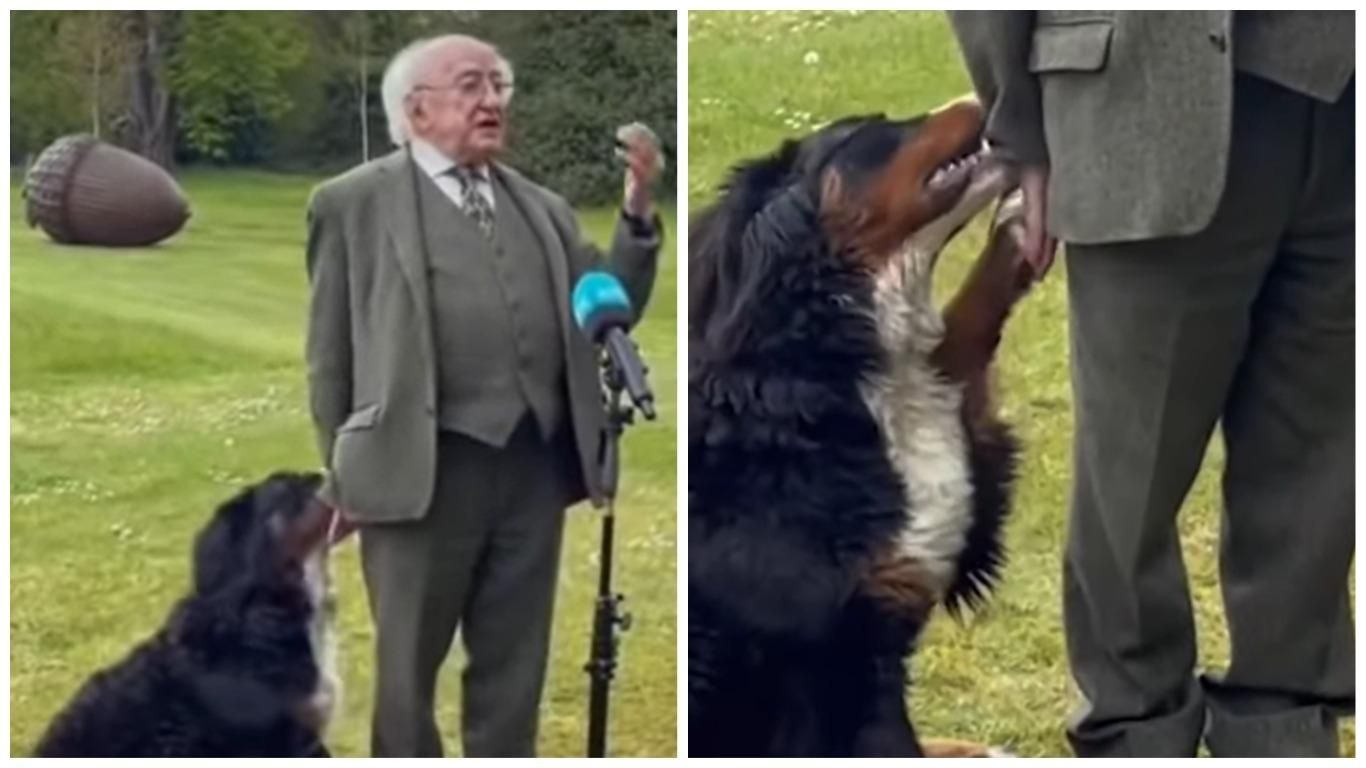 Пес президента Ирландии Майкл Хиггинс мешал ему во время интервью Пес президента Ирландии Майкл Хиггинс мешал ему во время интервью