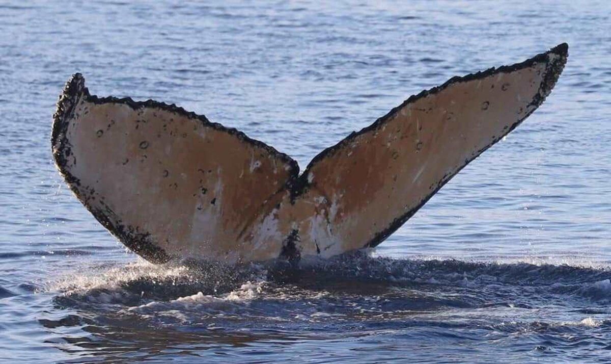 Украинские полярники увидели китов-горбачей: фото Украинские полярники увидели китов-горбачей: фото