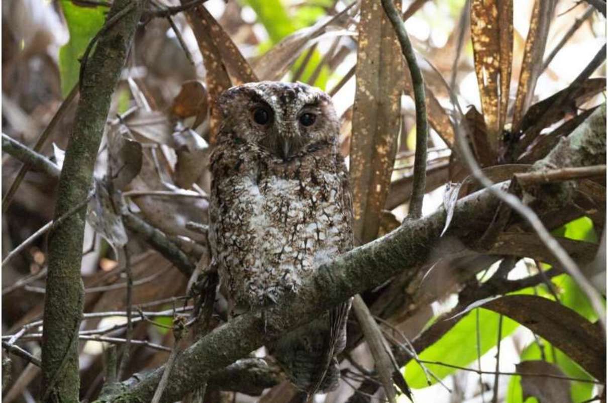 В Малайзии нашли раджи сову, которую в природе не видели более 100 лет