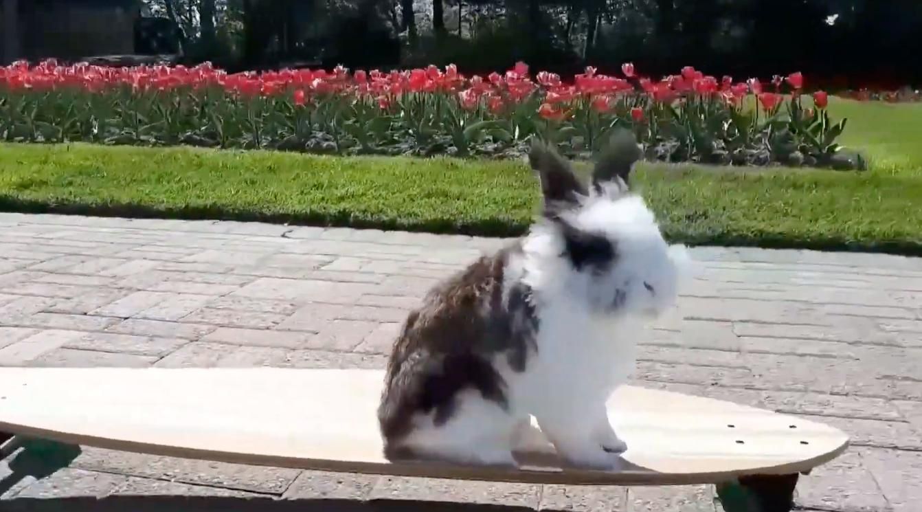 Кролик їздить на скейтборді та розважає пацієнтів дитячих лікарень Кролик їздить на скейтборді та розважає пацієнтів дитячих лікарень