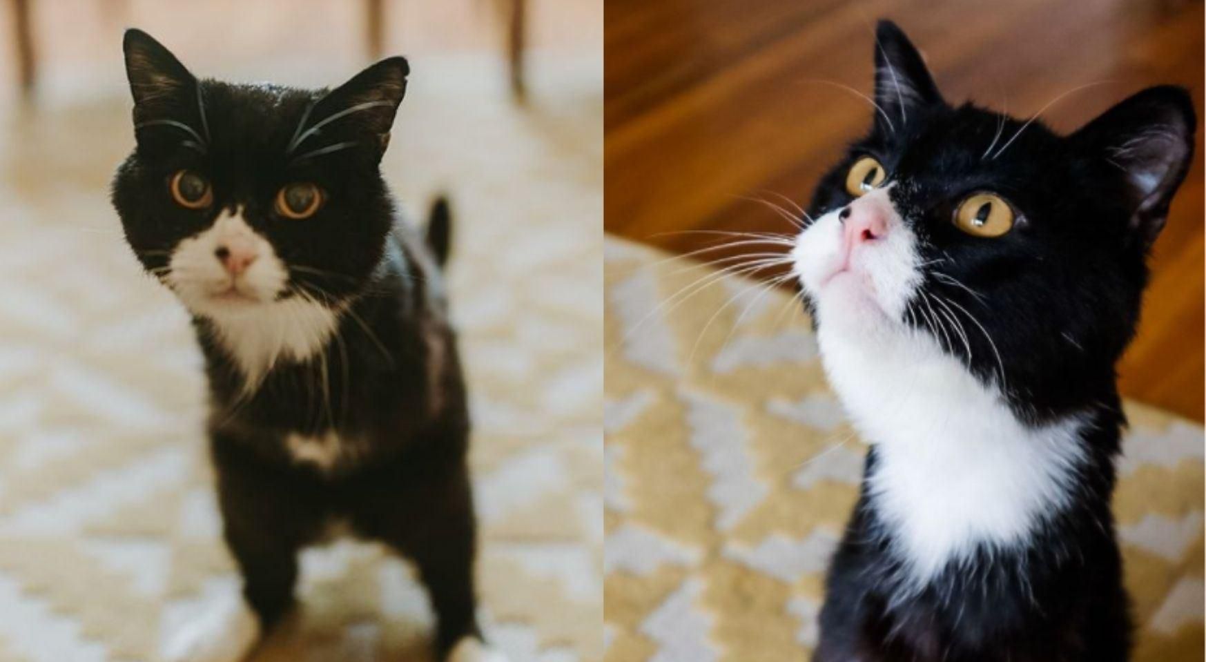 Кот с 2 лапами и учит людей быть добрыми: трогательные фото Кот с 2 лапами и учит людей быть добрыми: трогательные фото