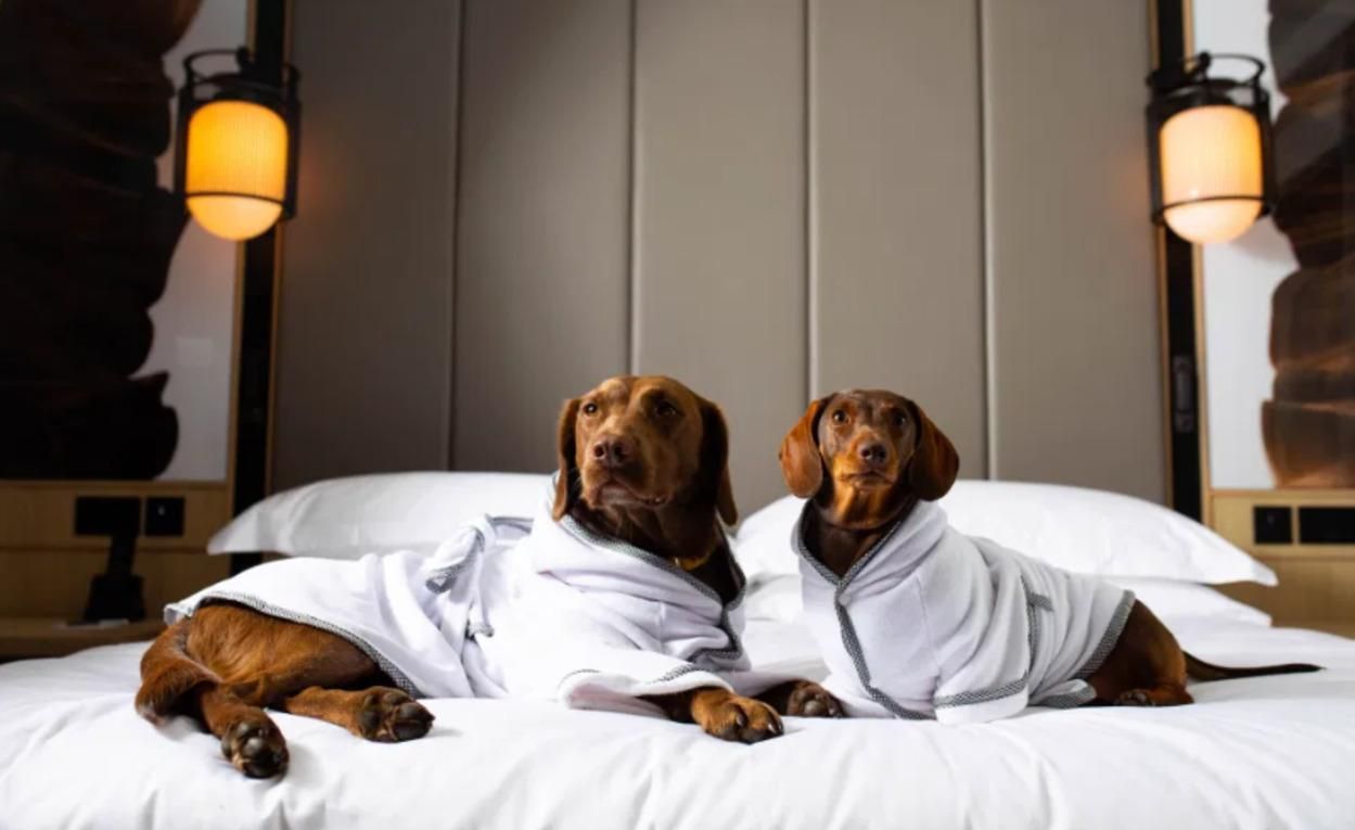 На спа или в бассейн: создали роскошные халаты для собак