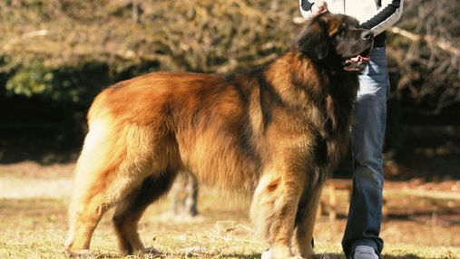Порода собак леонбергер: все о ласковых и впечатляющих гигантах