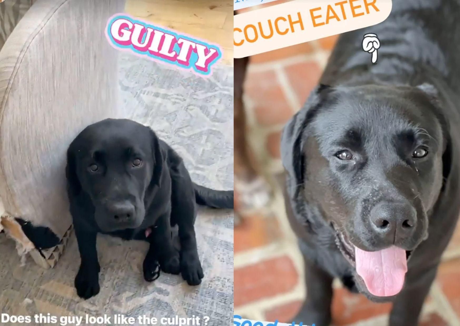 Лабрадор акторки Різ Візерспун з'їв диван Лабрадор акторки Різ Візерспун з'їв диван