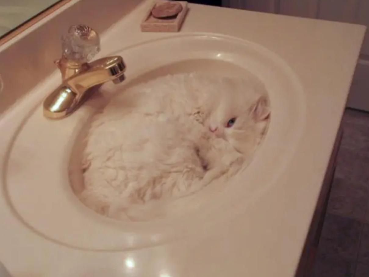 Коты могут принимать форму чего угодно Коты могут принимать форму чего угодно