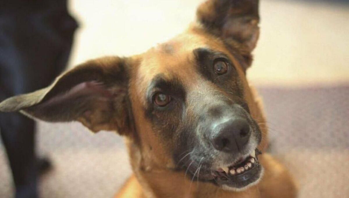 Пес, який виглядає як Малюк Йода: фото Пес, який виглядає як Малюк Йода: фото