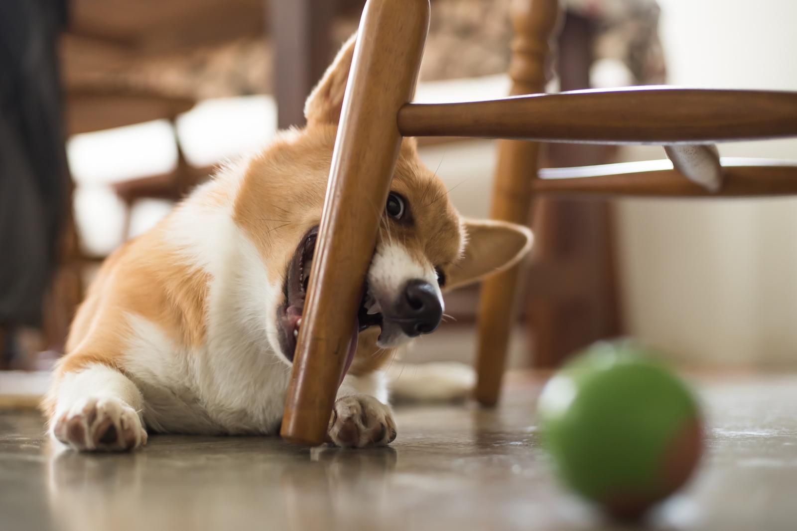 Собака гризе меблі: причини, що робити