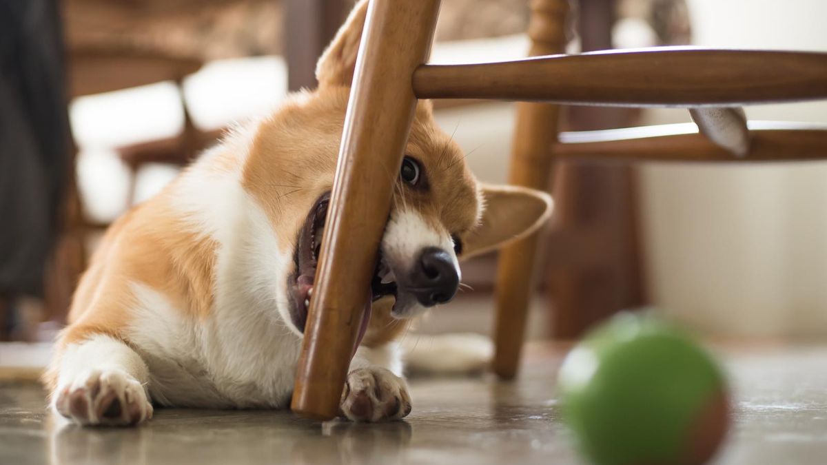 Собака грызет мебель: причины, что делать