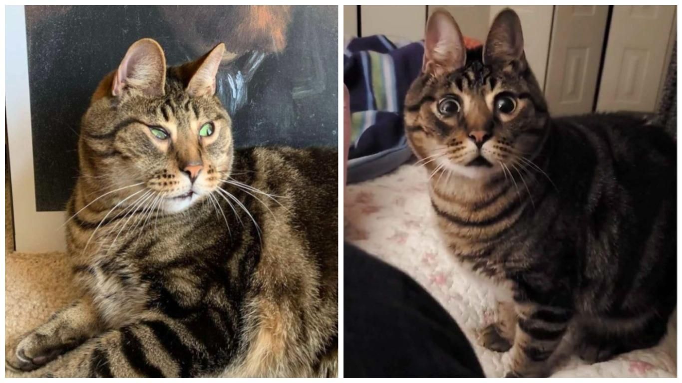 Кот Арахис с инвалидностью, который похож на зайчика: фото Кот Арахис с инвалидностью, который похож на зайчика: фото