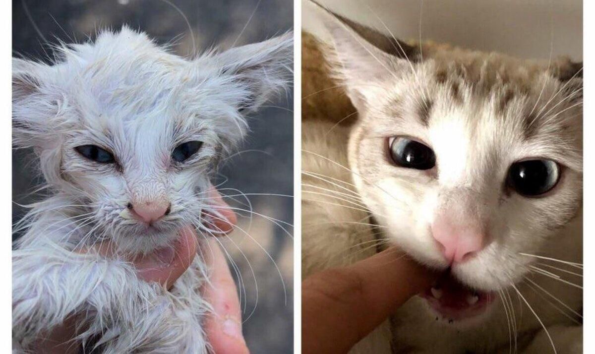 Котики змінилися після того, як потрапили додому Котики змінилися після того, як потрапили додому