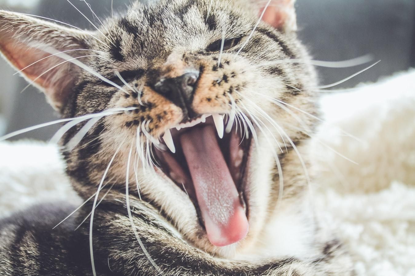 Вчені ідентифікували шаблезубу кішку: вона полювала на бізонів