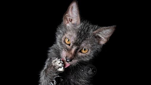Ласковые коты-оборотни: как появилась особая порода ликой