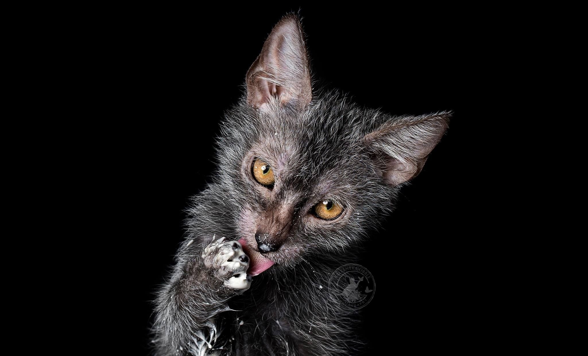 Ликой – порода кошек: происхождение, характер и стандарт породы Ликой – порода кошек: происхождение, характер и стандарт породы