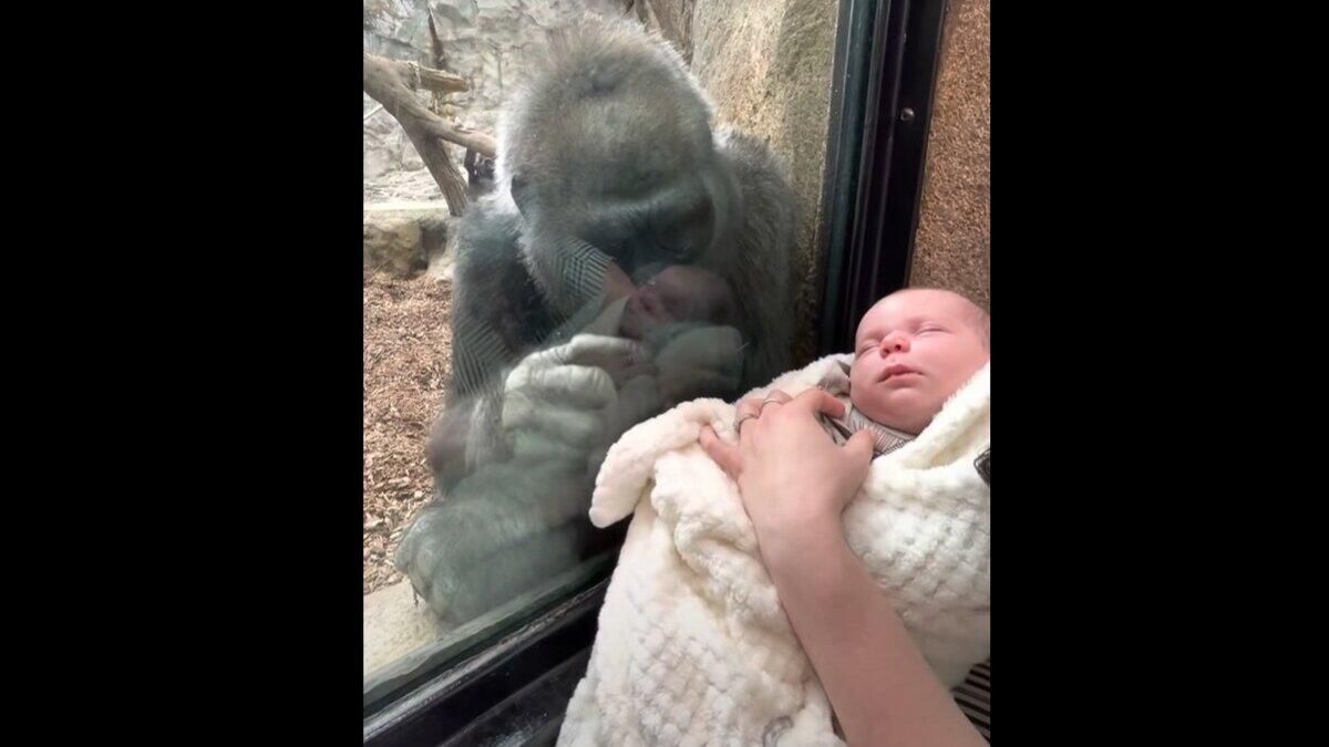 У США горила познайомила свого малюка з людською дитиною