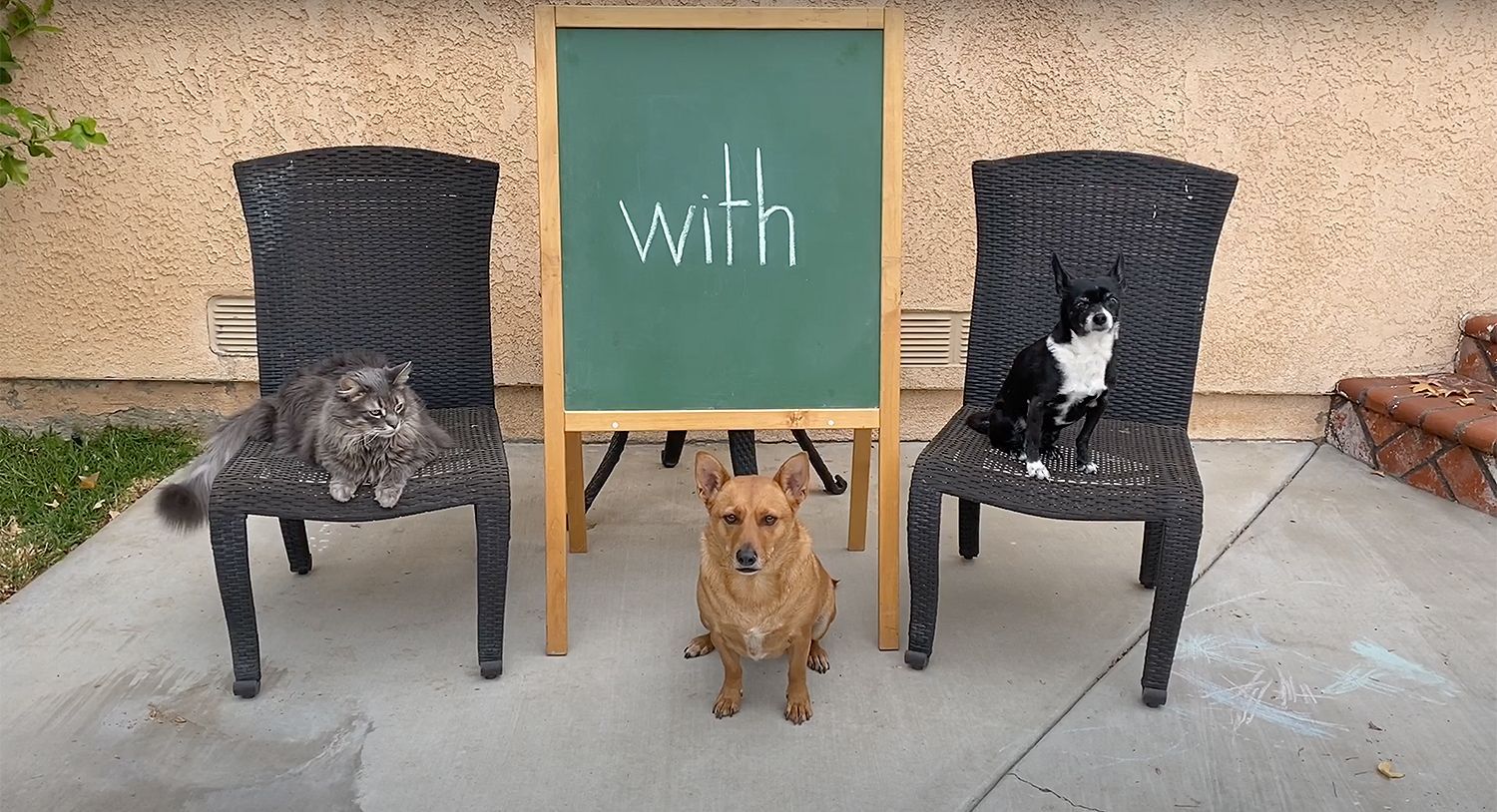 Пес-професор: кумедний собака допомагає вчити дітей онлайн Пес-професор: кумедний собака допомагає вчити дітей онлайн