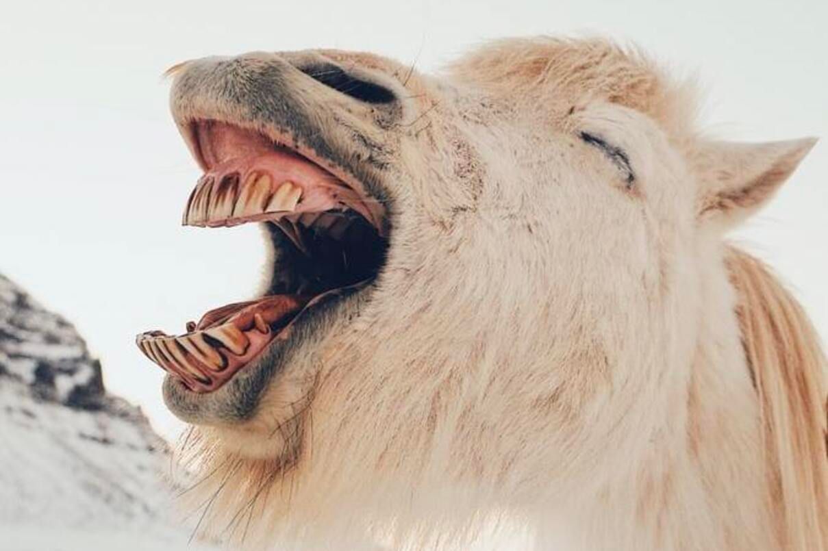 65 видів тварин можуть сміятися так само щиро, як люди