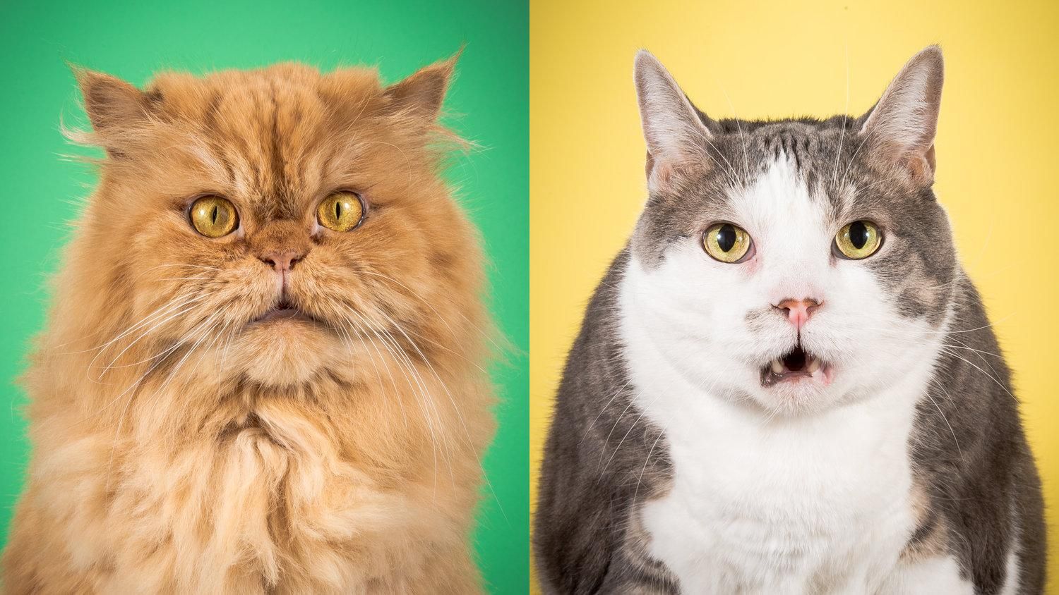 Толстые котики стали героями яркого фотосета