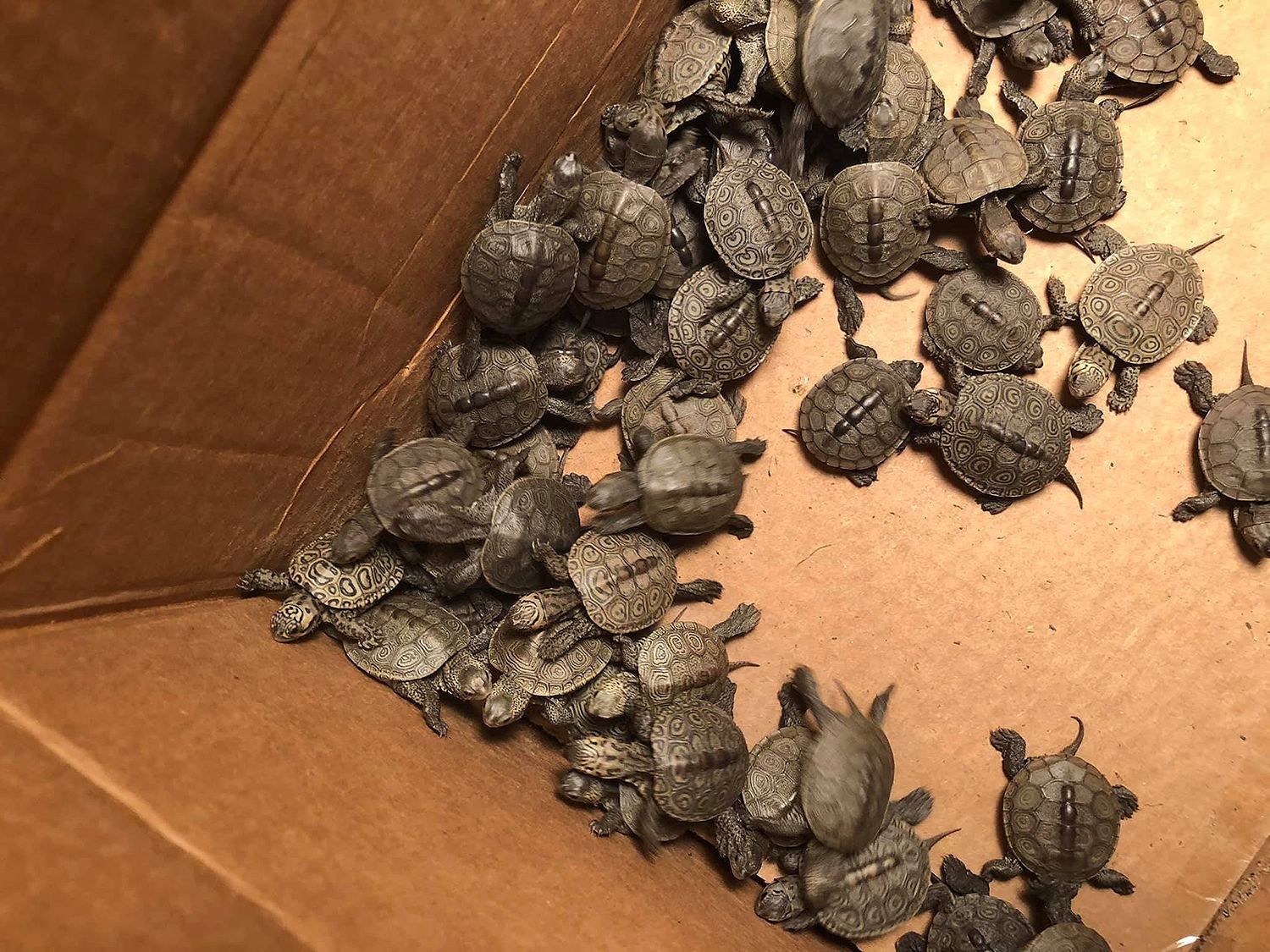 Під час повені у США волонтери врятували понад 800 черепах