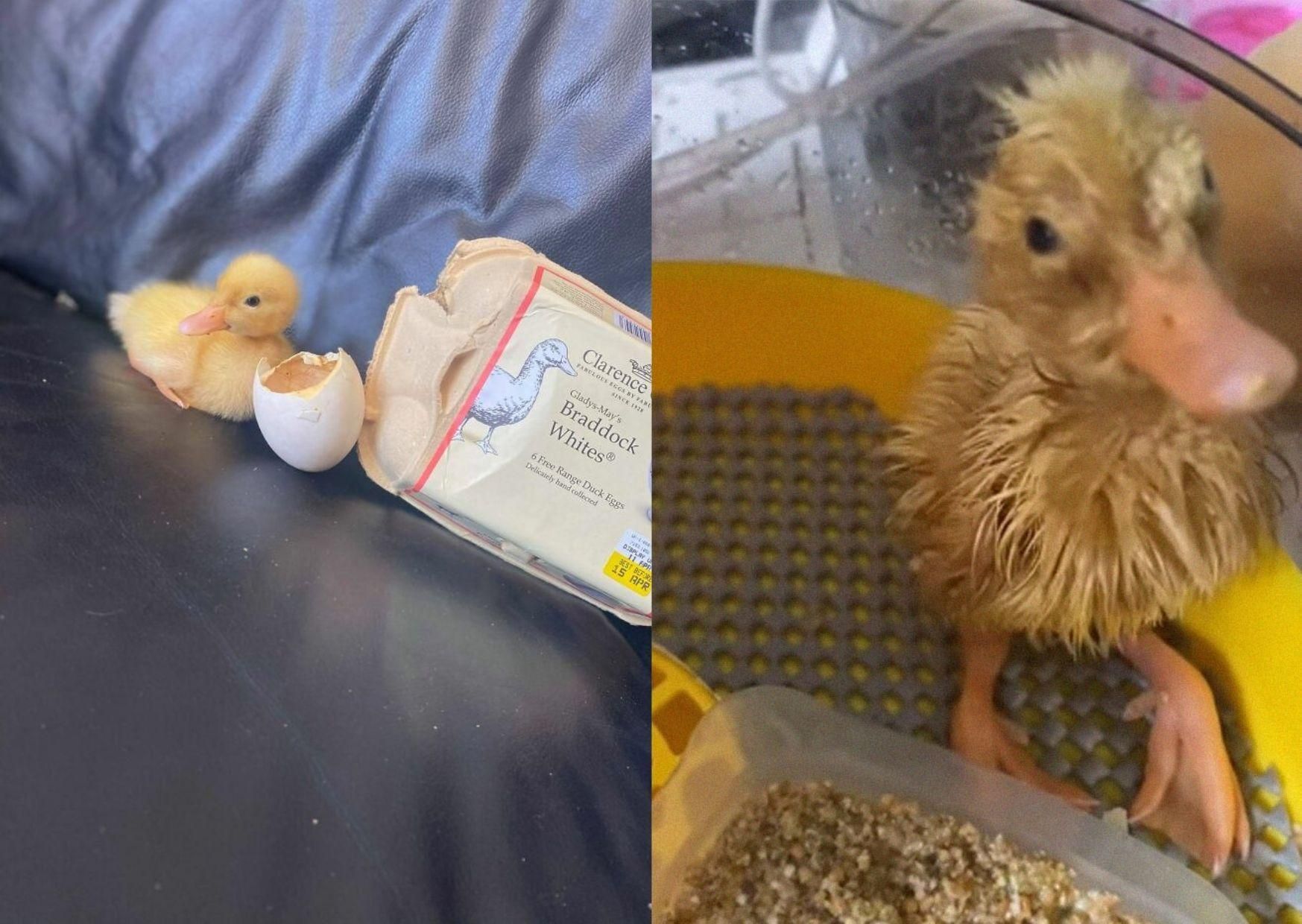 Жінка купила яйце в супермаркеті та виростила із нього каченя Жінка купила яйце в супермаркеті та виростила із нього каченя