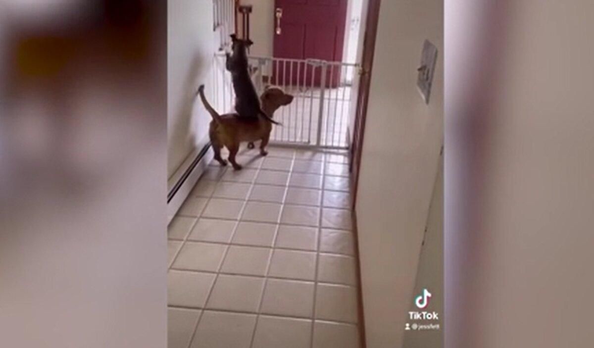 Собачий паркур: видео, как собака сбежала из вольера забавным способом